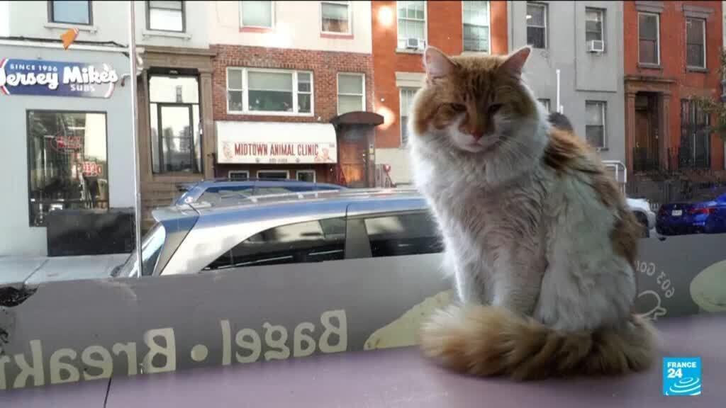 'Part of the city': New York seeks rights for beloved 'bodega cats'