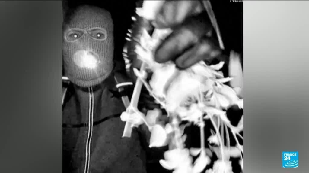 Suspect detained in Nancy Guthrie abduction as video of armed man released