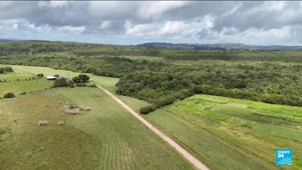 Transforming farming: Brazil's approach to sustainable agriculture