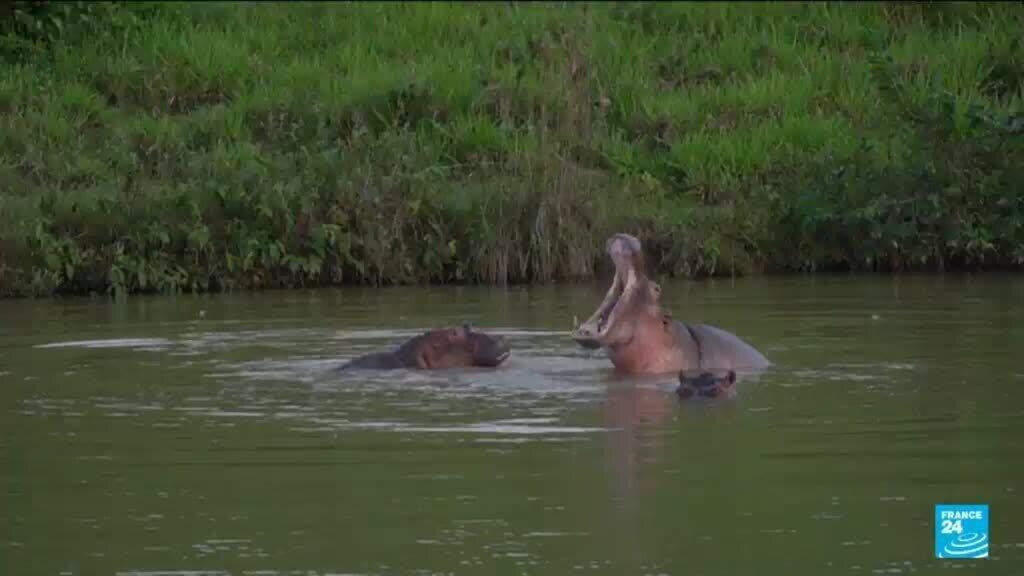 Colombia approves plan to cull roaming hippos linked to Pablo Escobar