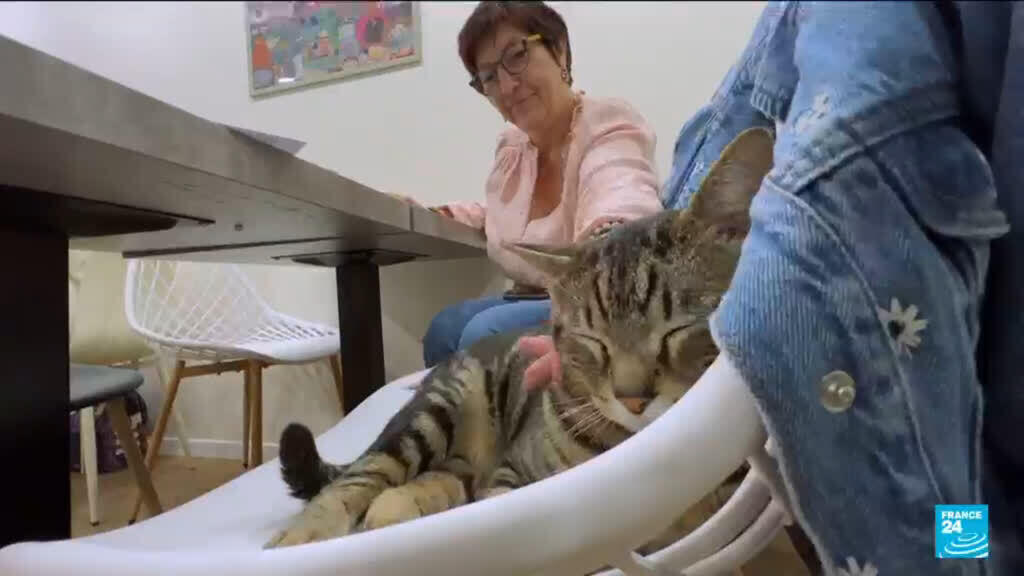 Drinks with furry friends: The growing popularity of cat cafés in France