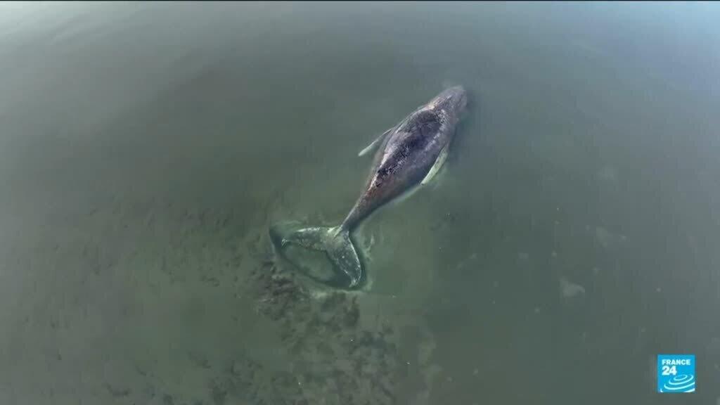 Should Timmy, the whale stranded off the German coast, be saved?