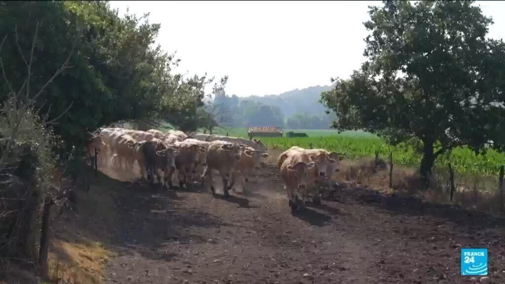 Climate-change driven heatwave brings uncertainty to French farmers