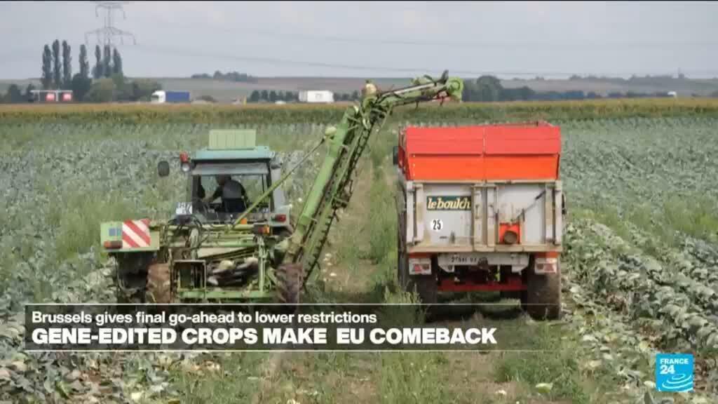 EU welcomes back gene-edited crops, worrying small-scale farmers