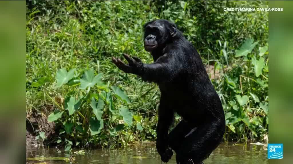 Humans and apes have shared a laugh for 15 million years, says study