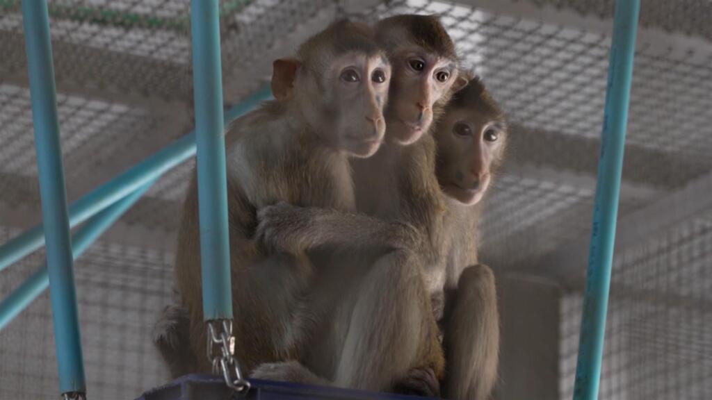 Thailand's monkey business: Pharmaceutical labs rely on primate testing