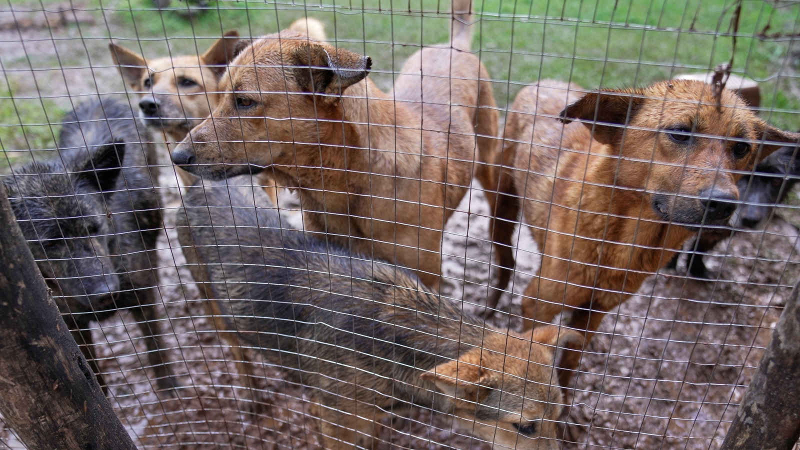 Supreme Court raps states over delayed affidavits in stray dogs case: 'India showed in bad light...'