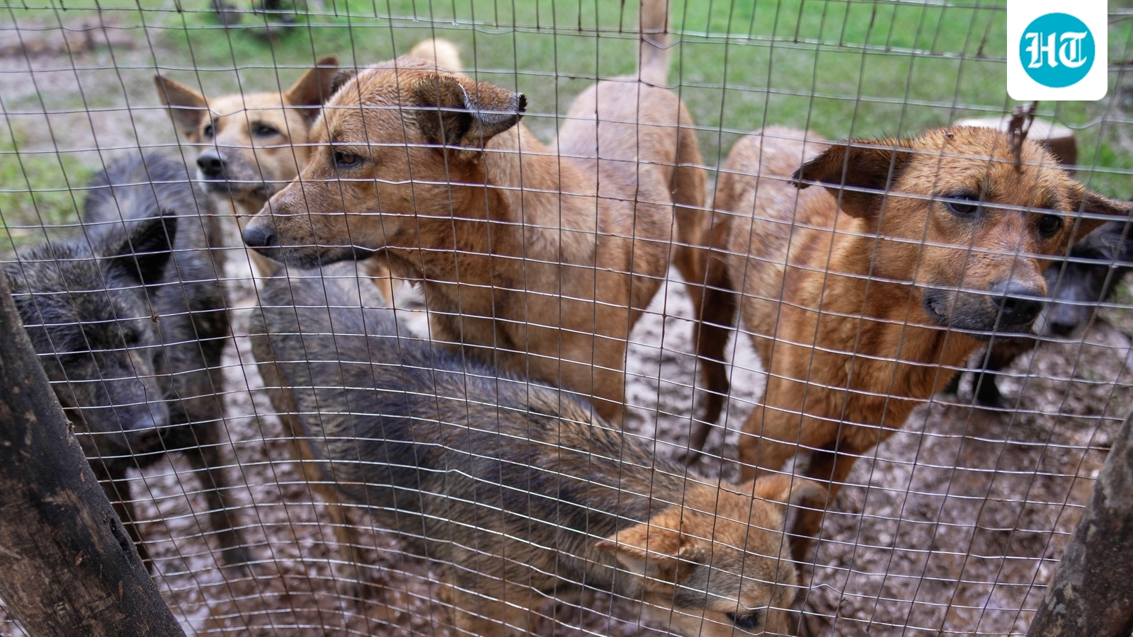 Only eight shelters to accommodate over 90,000 stray dogs in Mumbai