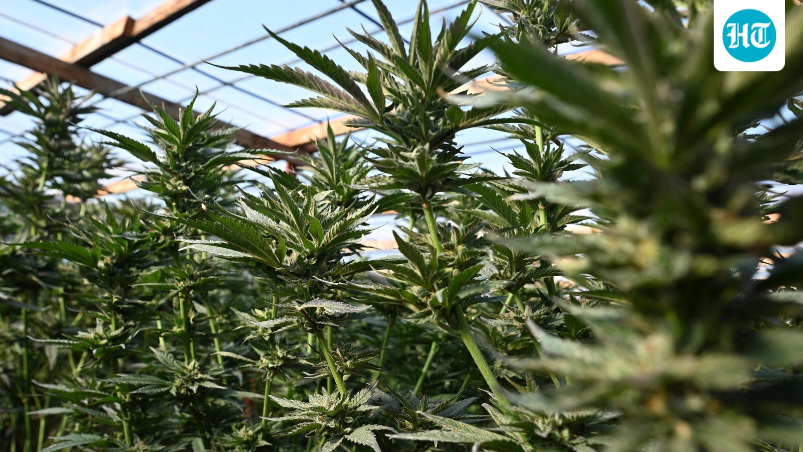 US eases cannabis for medical use: Access, research, and regulation explained