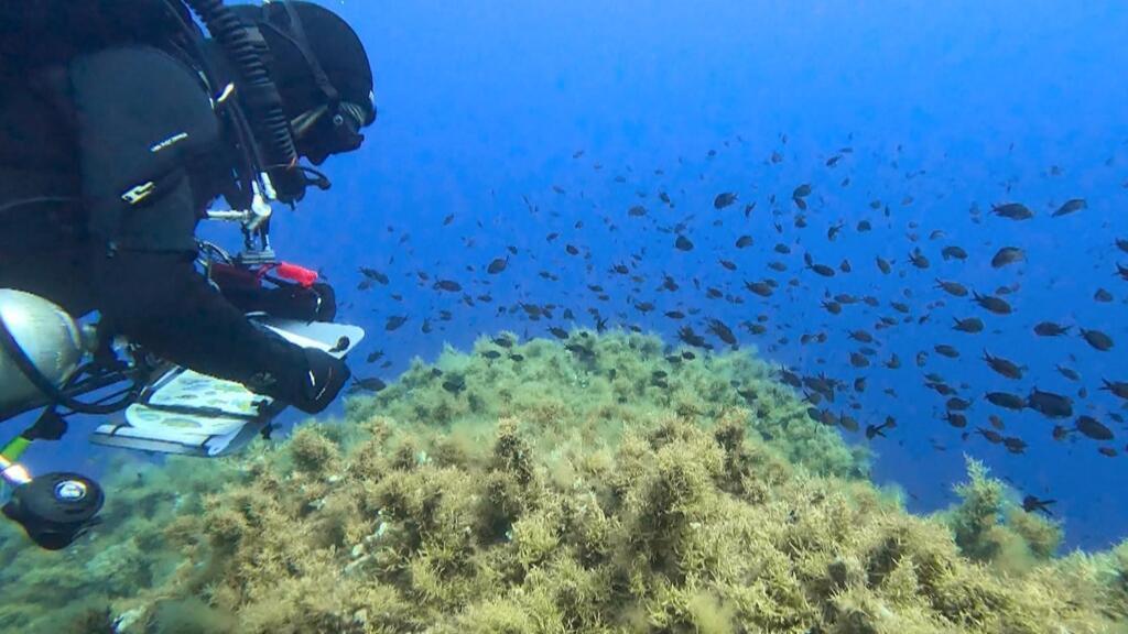 Protecting Corsican Scandola Nature Reserve amid tourism boom