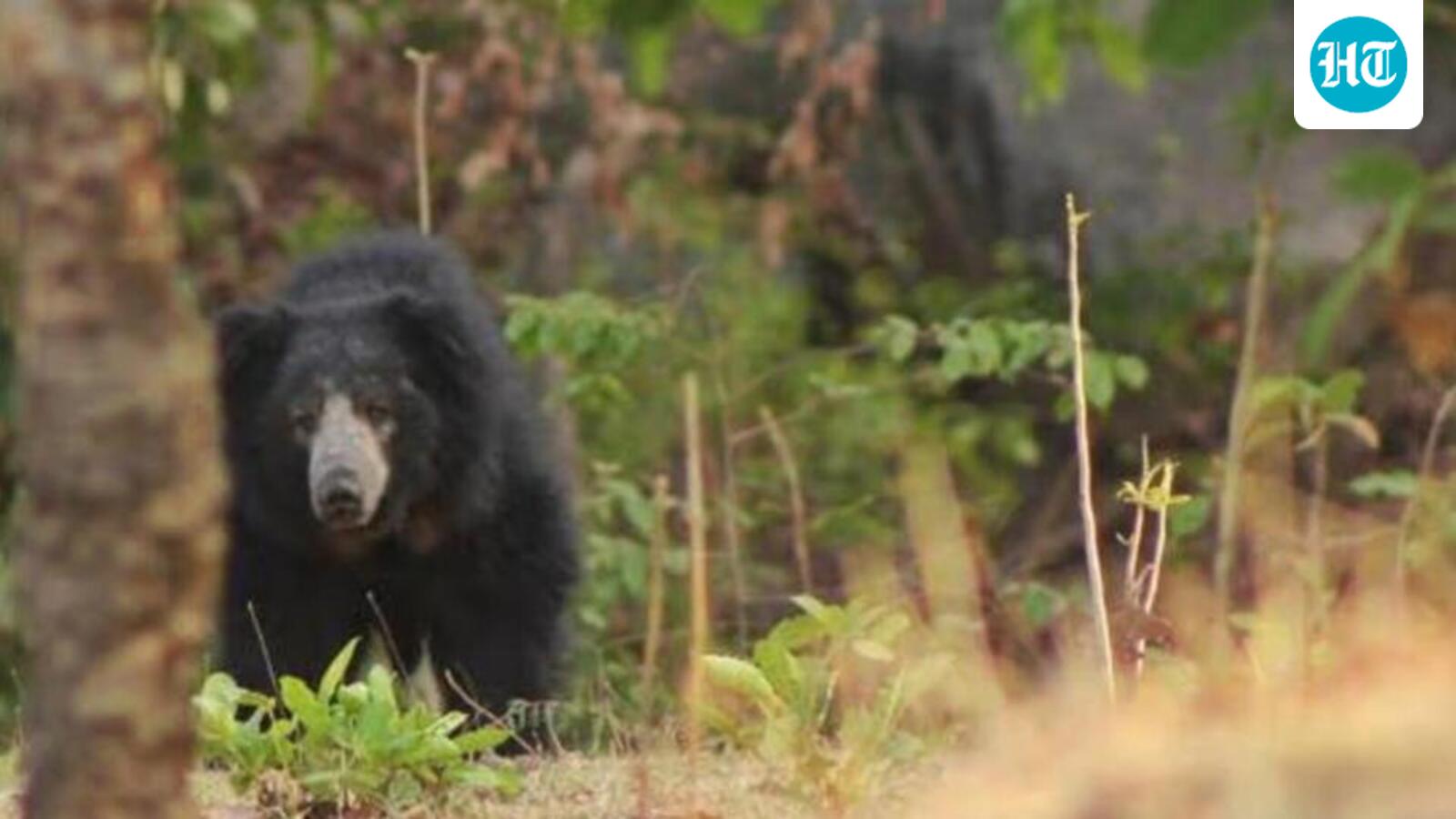 Woman injured in bear attack in Dehradun’s Doiwala area