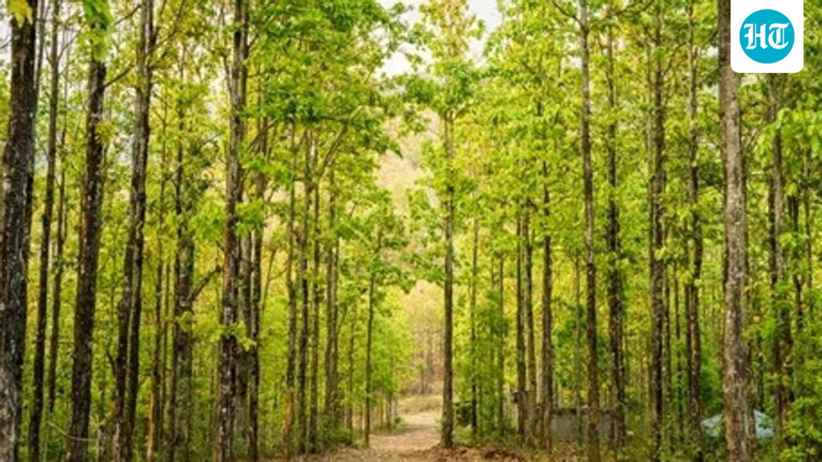 Over 17,000 Sal trees to be felled in Uttarakhand’s Dehradun and Kalsi to contain beetle attack