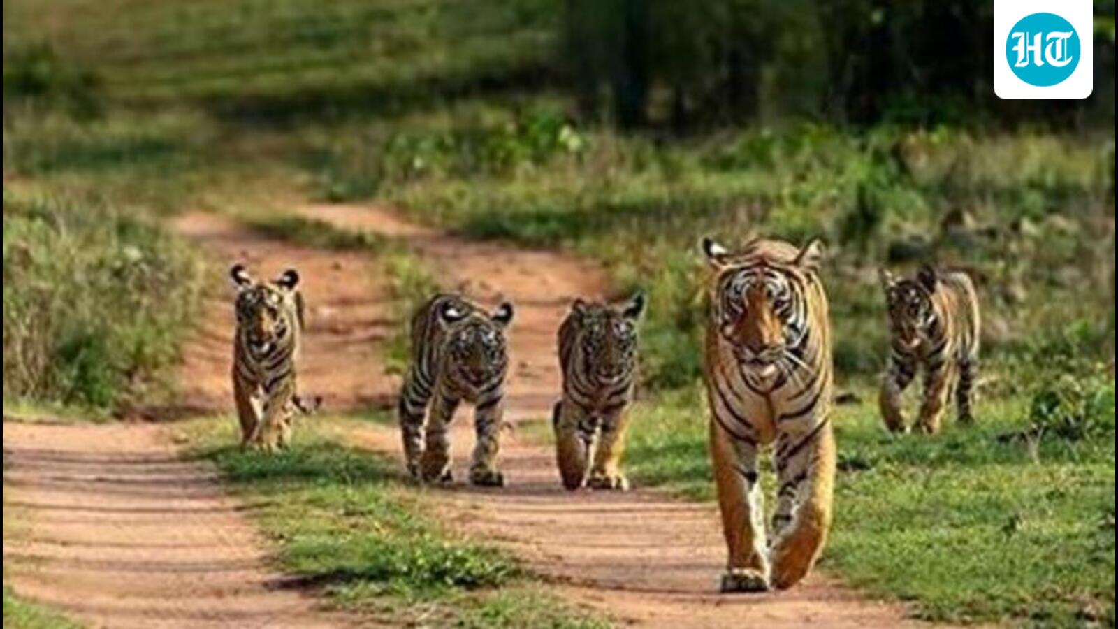 MP high court seeks reports on 54 tiger deaths last year, 6 this year at Bandhavgarh