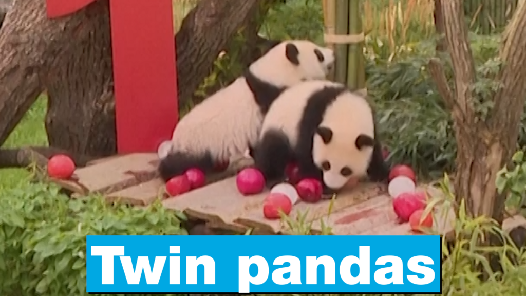 Twin giant pandas at Berlin zoo celebrate first birthday