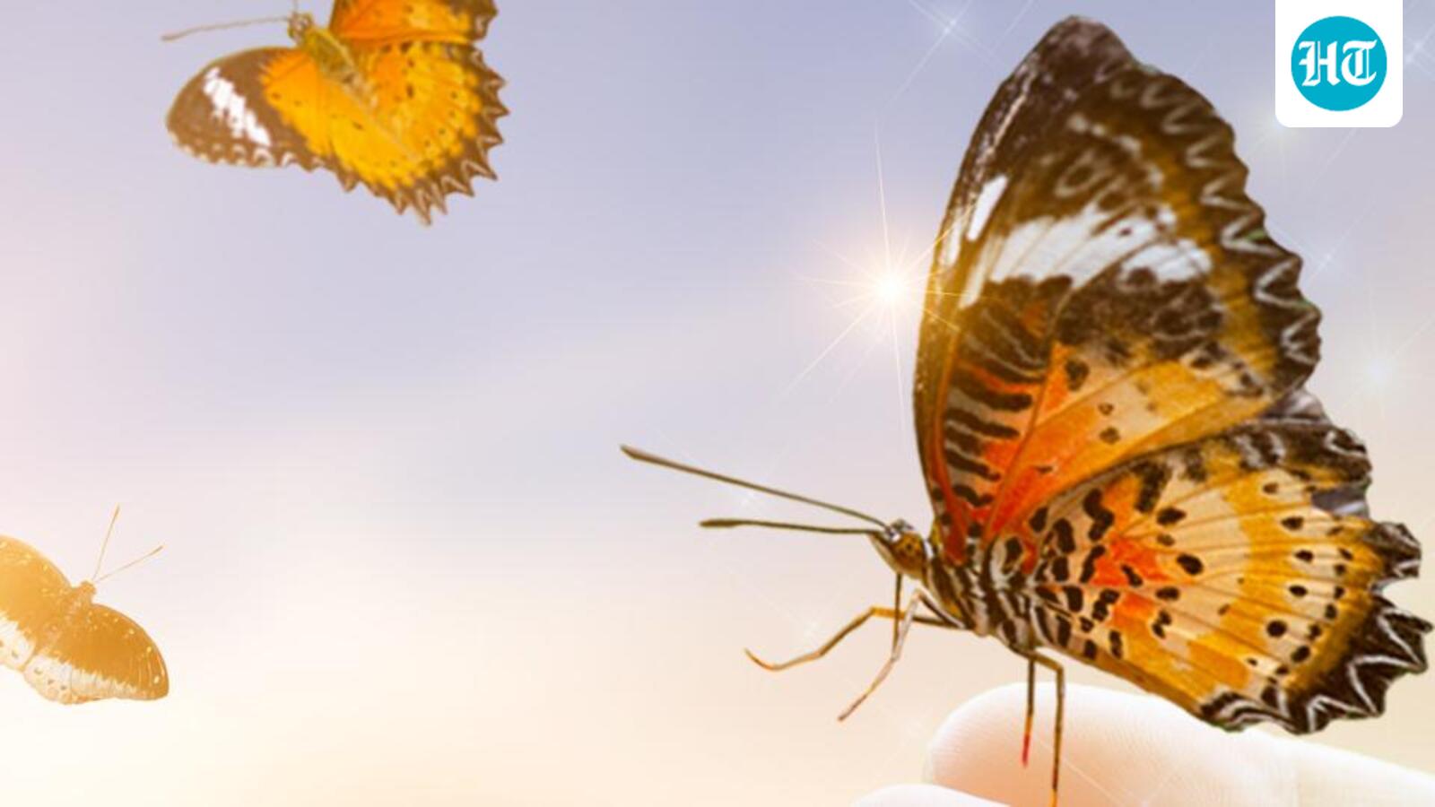 New hilly species fuel Delhi’s butterfly rise