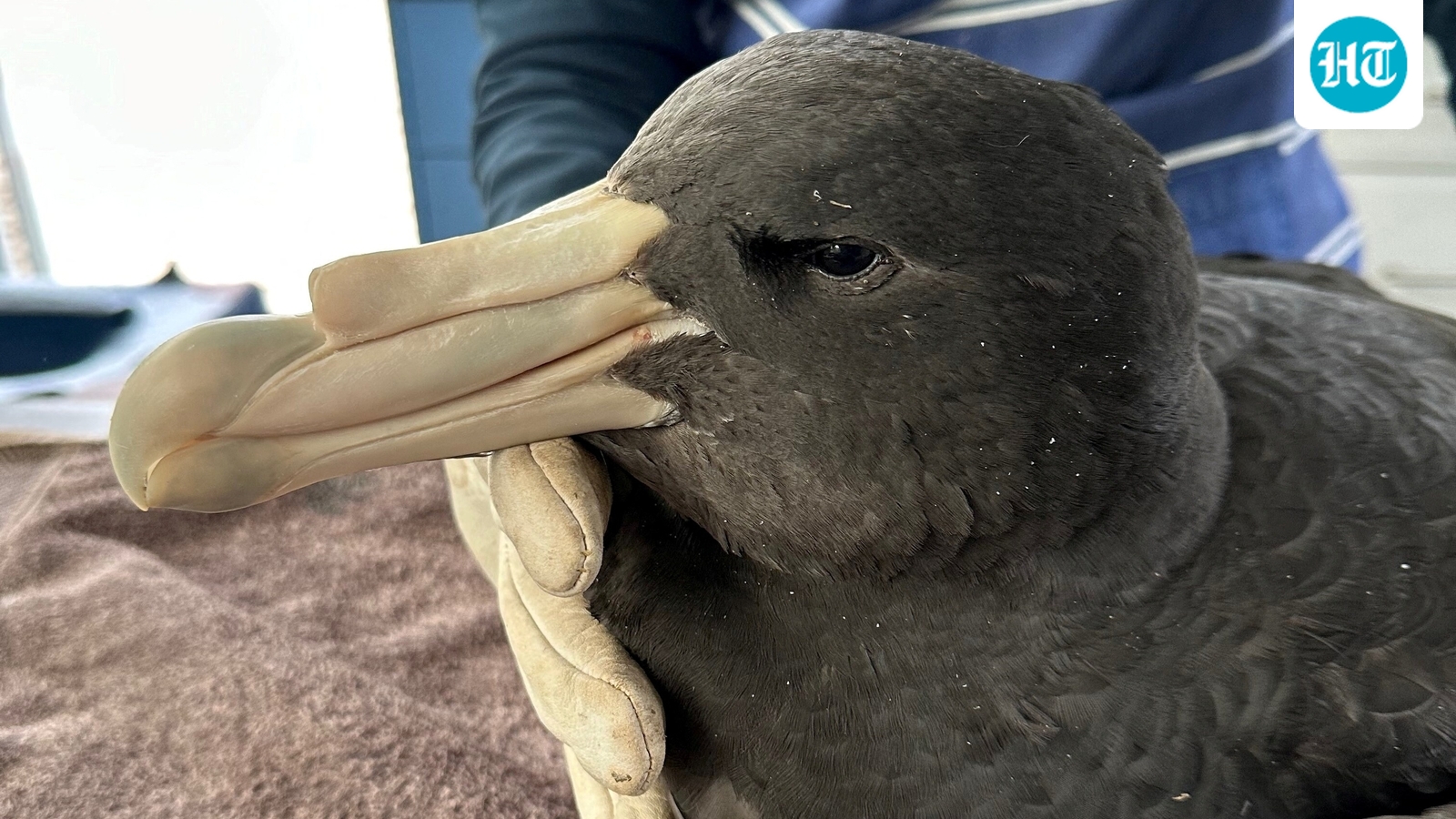 Australia confirms first H5N1 case in native seabird, calls development 'concerning'