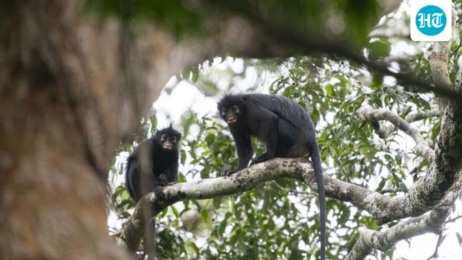 Scientists discover mysterious orange-lipped monkey species deep in Congo rainforest – all about the Likweli
