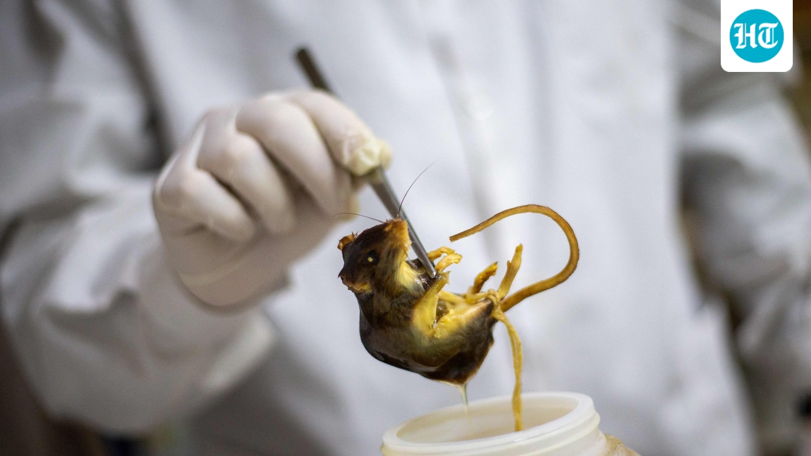 ‘Hantavirus can remain in semen…’: Study raises sexual contact concern after cruise outbreak