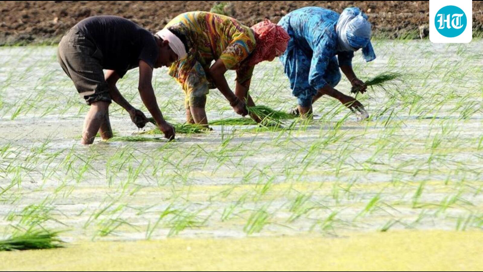 Extreme heat threatens India’s rice production, agri workers: UN report
