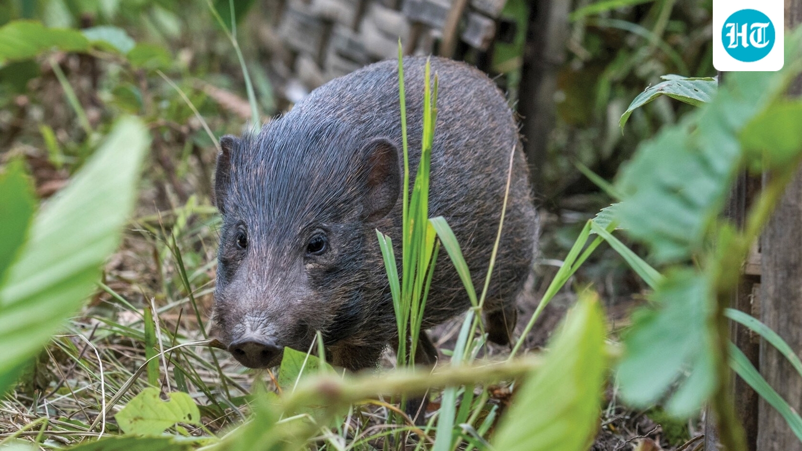 The big-stakes fight to save pygmy hog, the world's tiniest wild pig