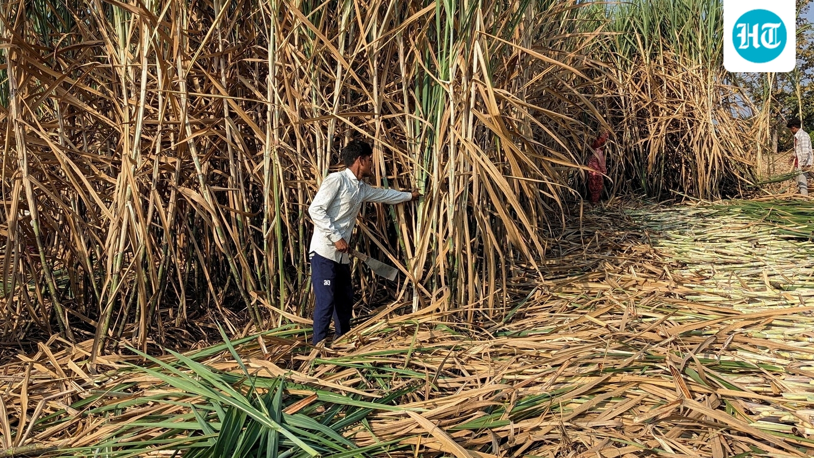 Unseasonal rain, hailstorms damage harvest-ready crops across states; Centre holds review