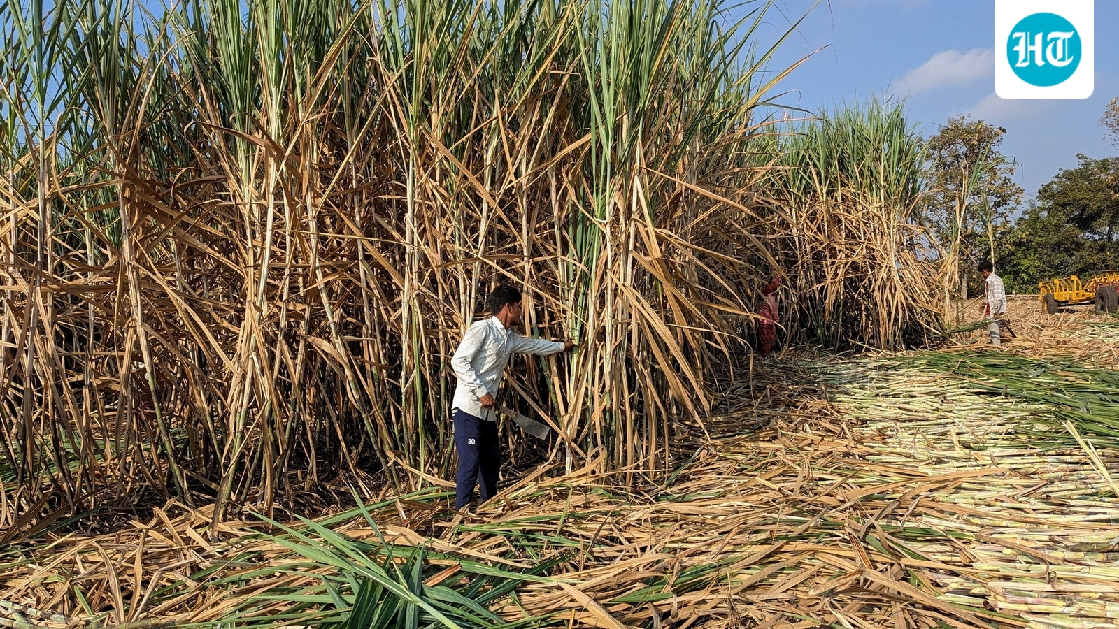 Centre weighs overhaul of sugar sector's rules to boost ethanol production, protect states