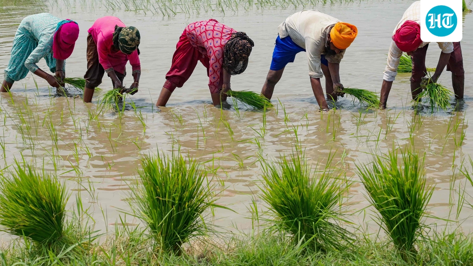 Union Cabinet approves higher MSP for 14 Kharif crops for 2026-27 marketing season