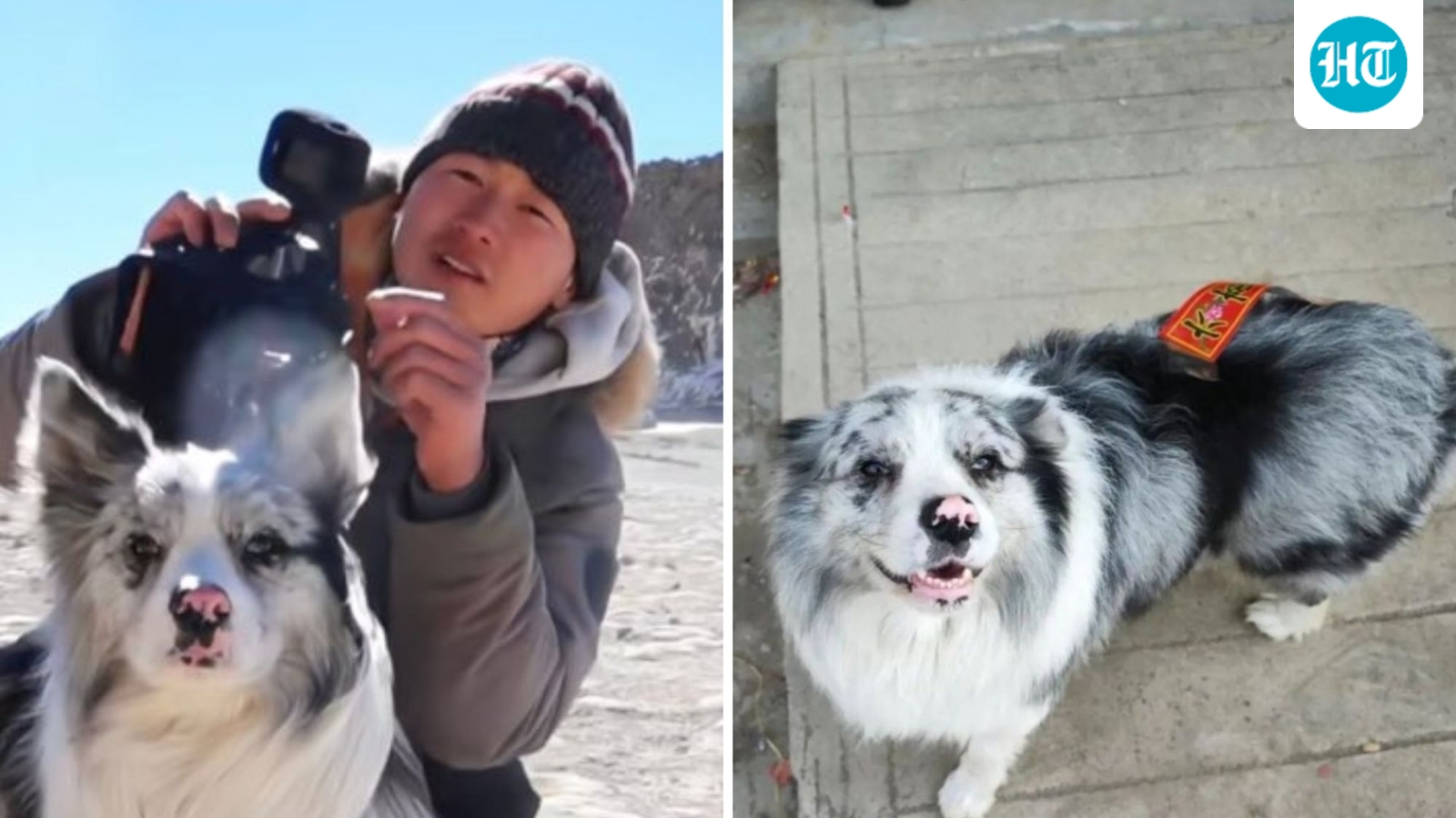 Influencer offers  ₹1.4 lakh for missing dog, finds out pet was sold for  ₹2,400 and eaten