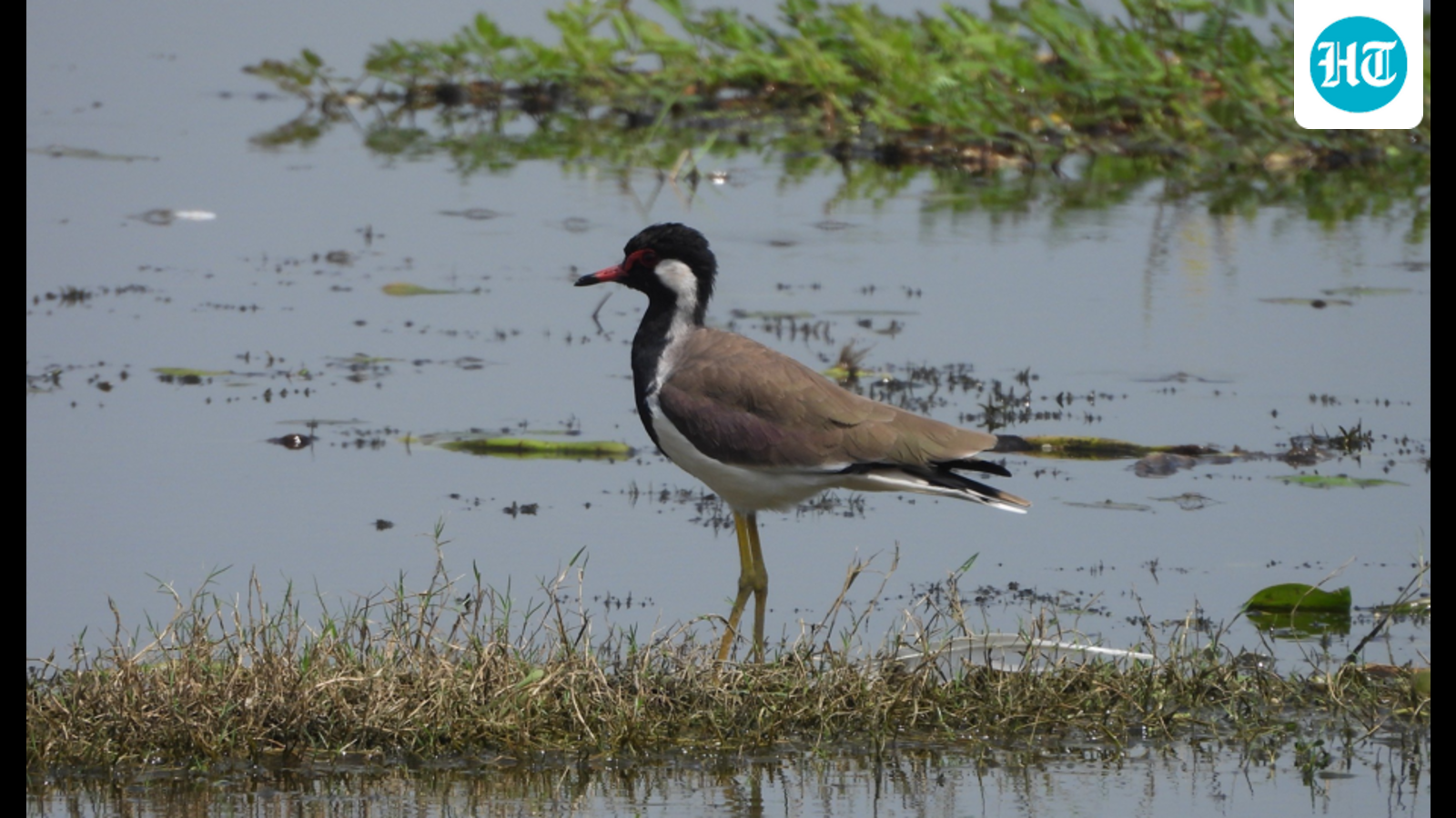 Uttar Pradesh bird sanctuary designated as Ramsar site, 100th such Indian wetland