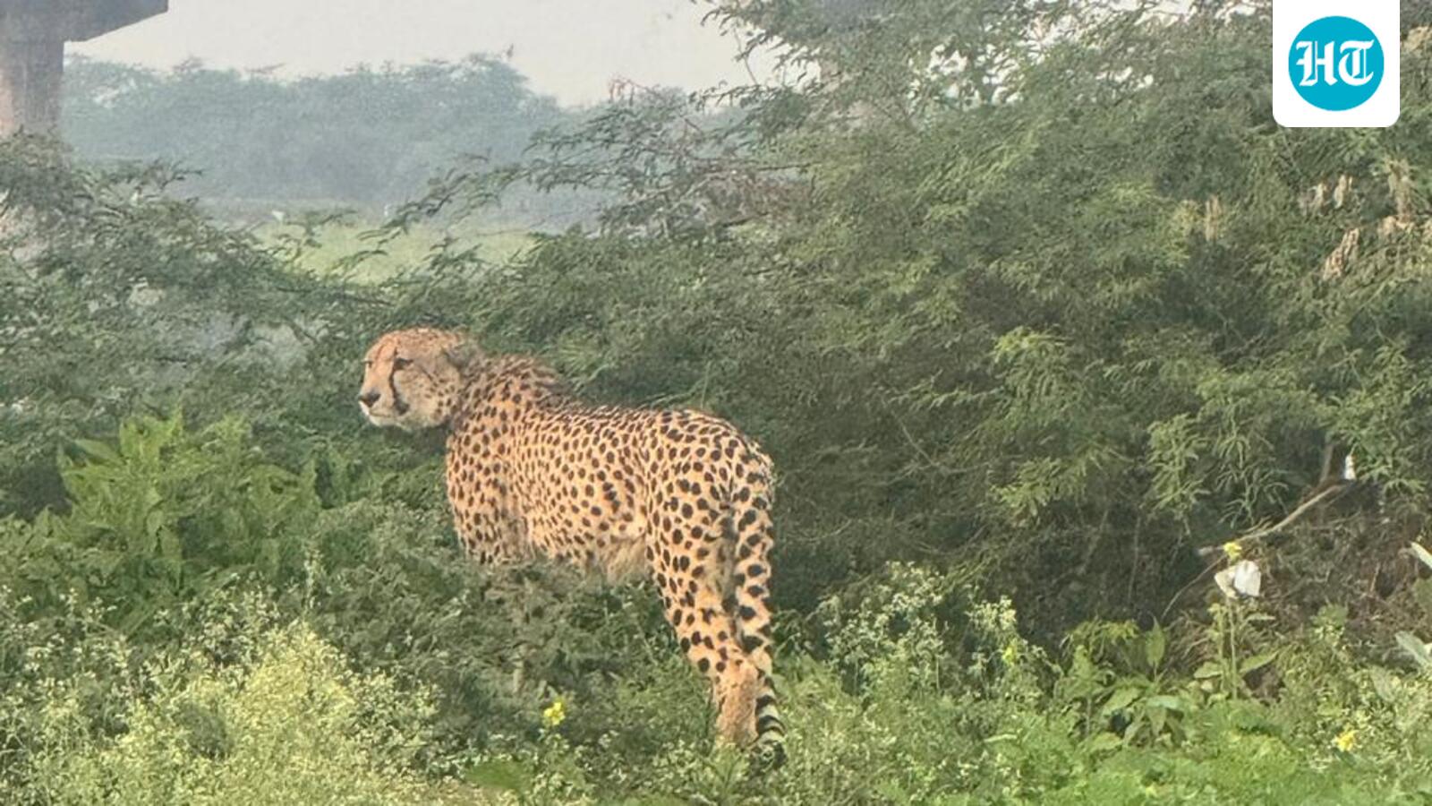 Cheetah KP-2 returns to Rajasthan’s Baran from Kuno National Park after relocation