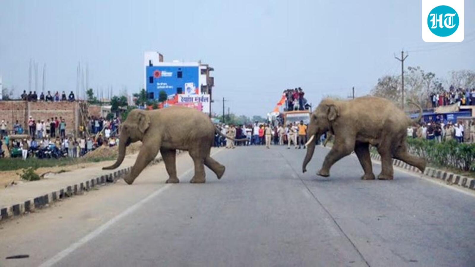 Farmer trampled to death by elephant in Assam’s Chandranagar: Officials