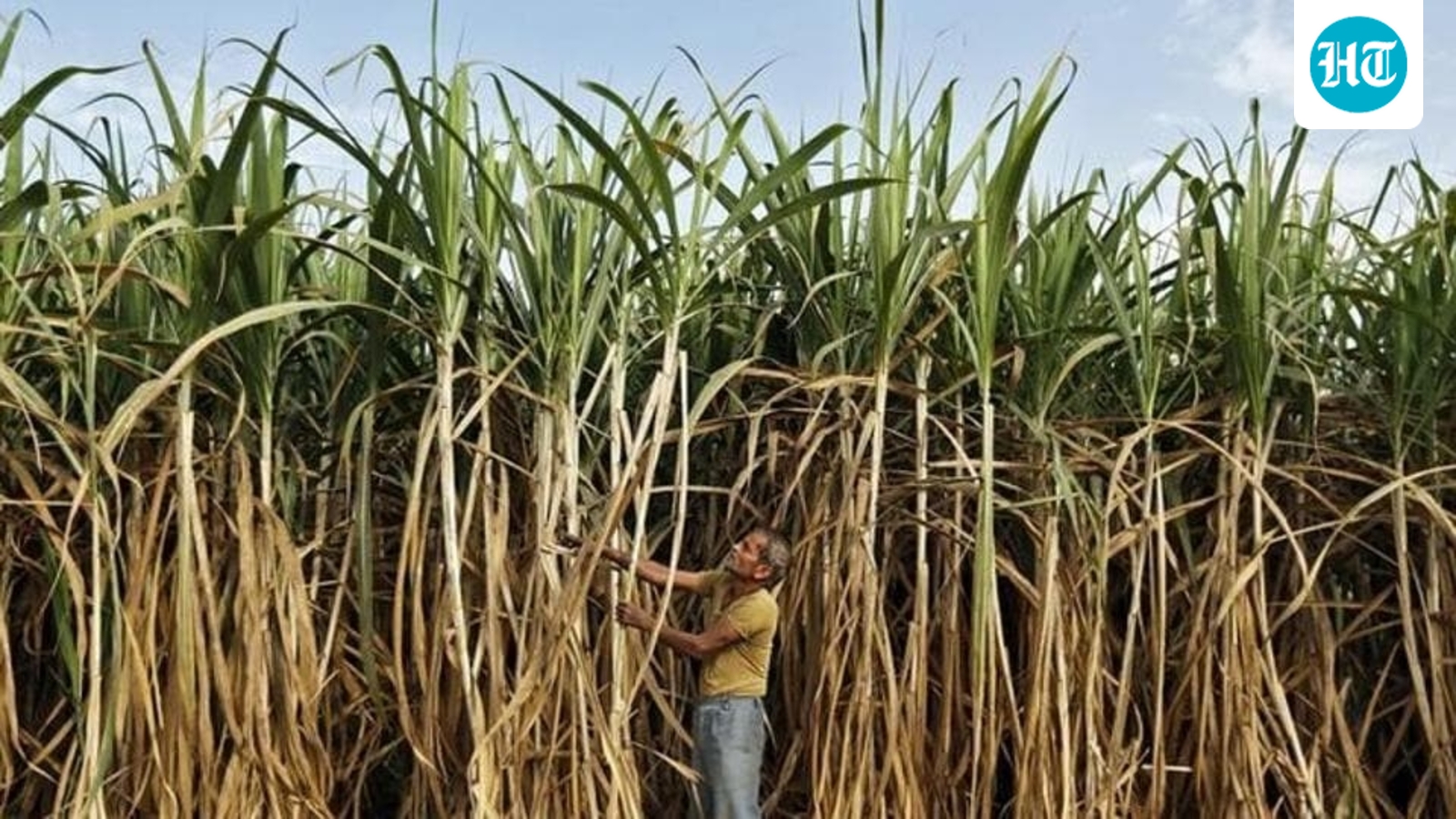 India prohibits sugar exports till September 2026