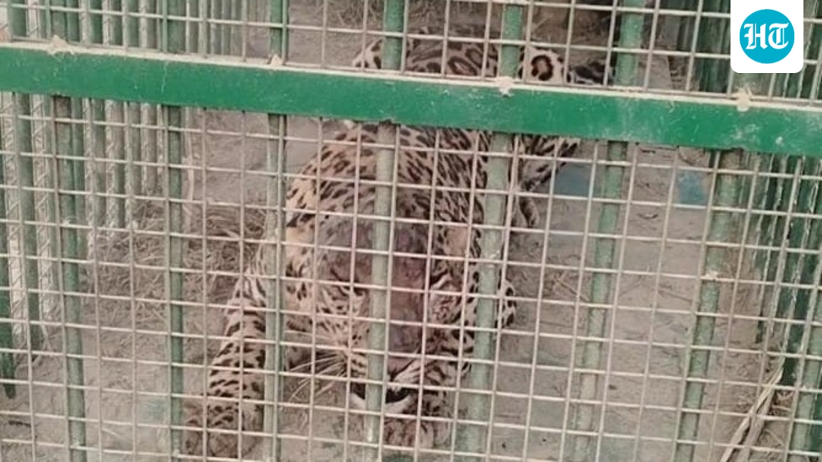 18-year-old battles leopard with bare hands, kills it using stones in Himachal village