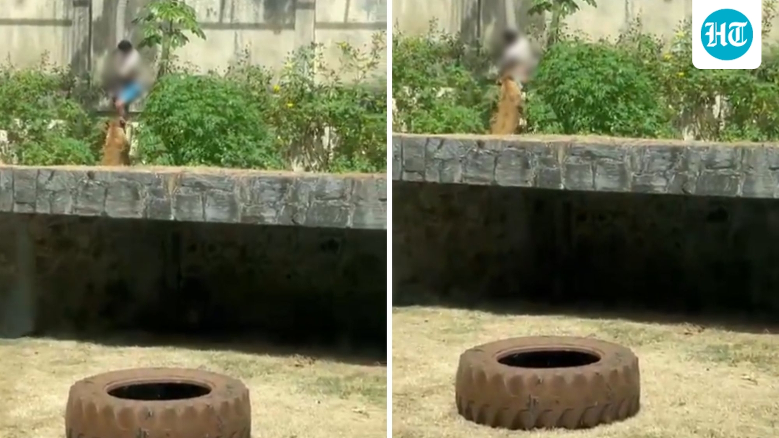 Man breaks into lion’s enclosure, killed as zoo-goers record gruesome incident
