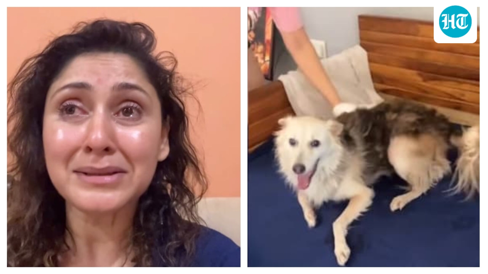 Manjari Fadnis breaks down in tears, claims community dog was assaulted and killed in society: ‘He is gone’