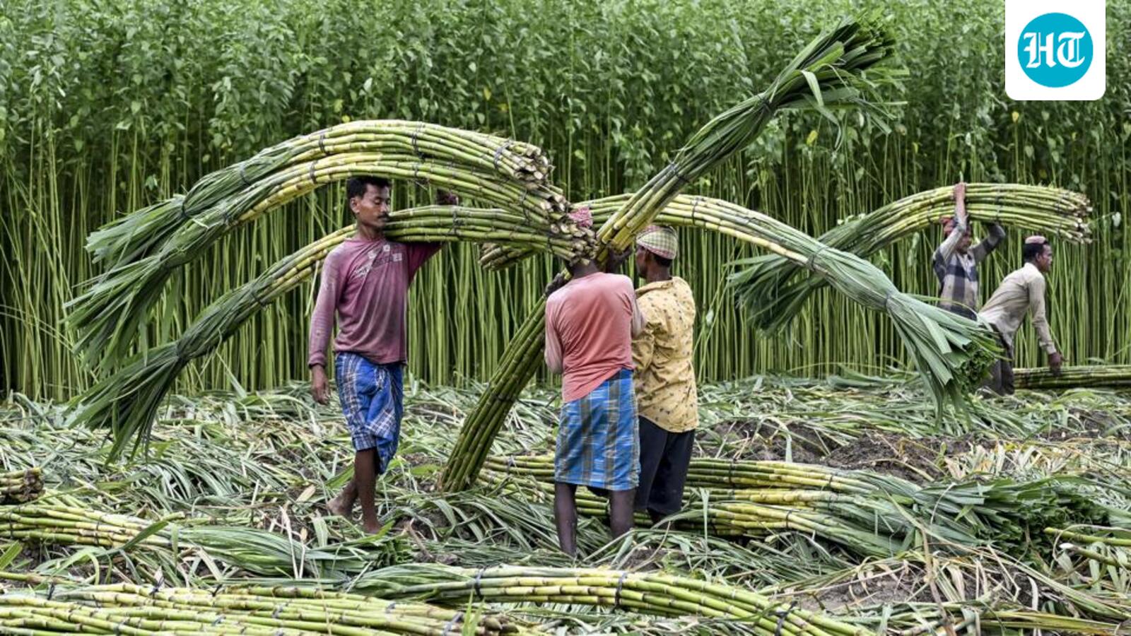 The grand cane-crushing that is happening about now