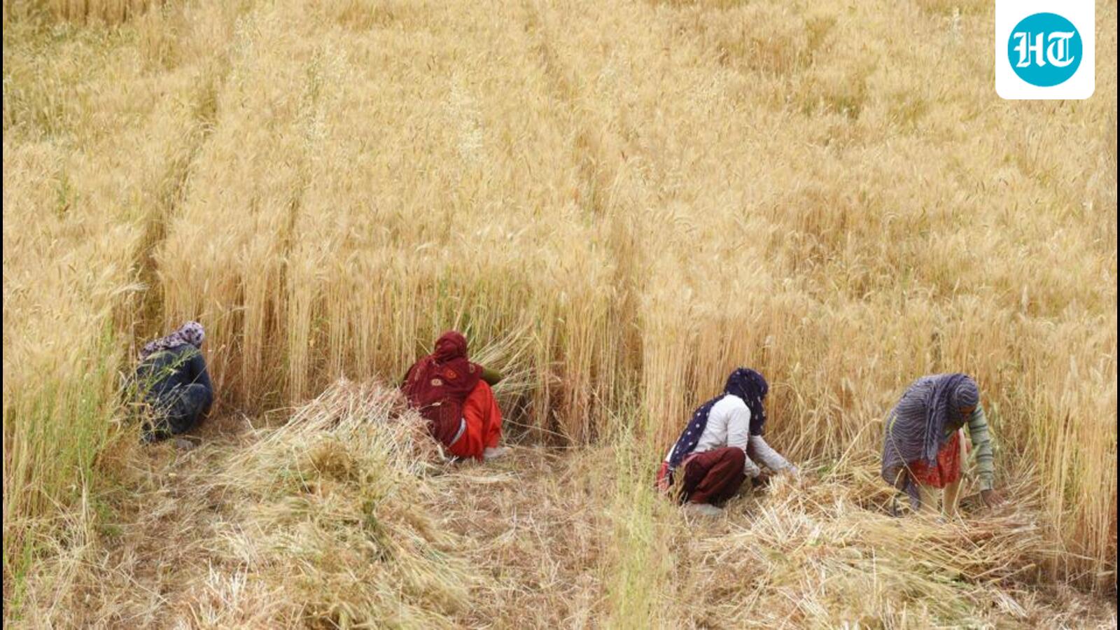 Strong wheat acreage points to plentiful output