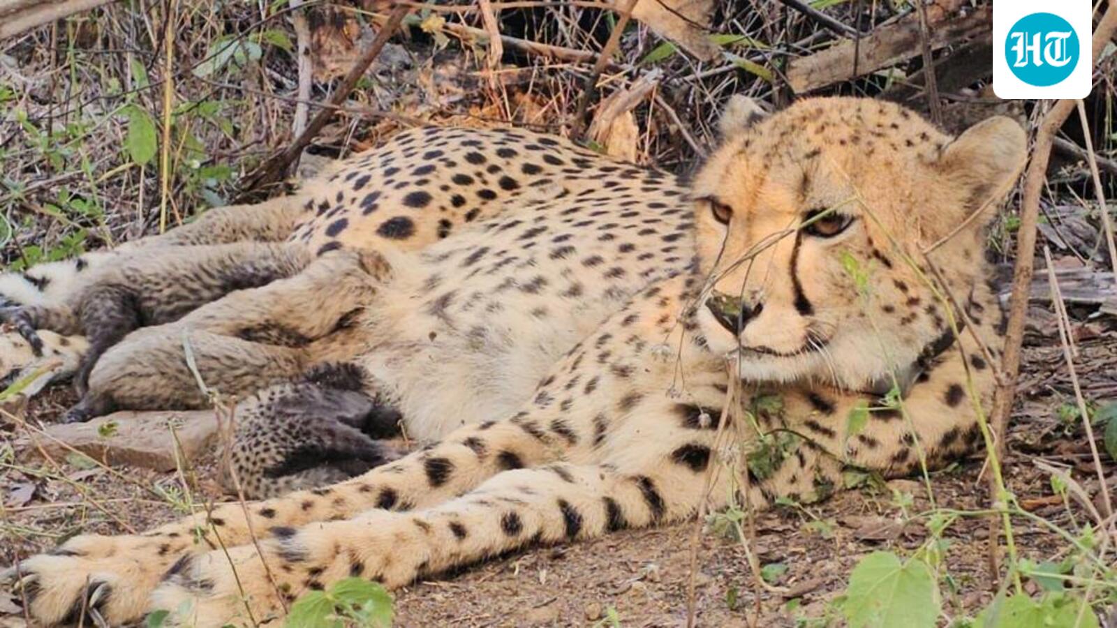 1st Indian-born female cheetah gives birth to five cubs in Kuno: Bhupender Yadav