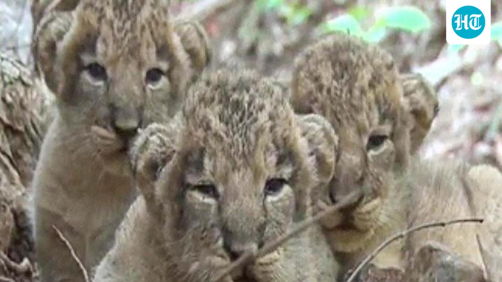 Eight lion cubs die in Gir in a week; Gujarat govt steps up preventive measures