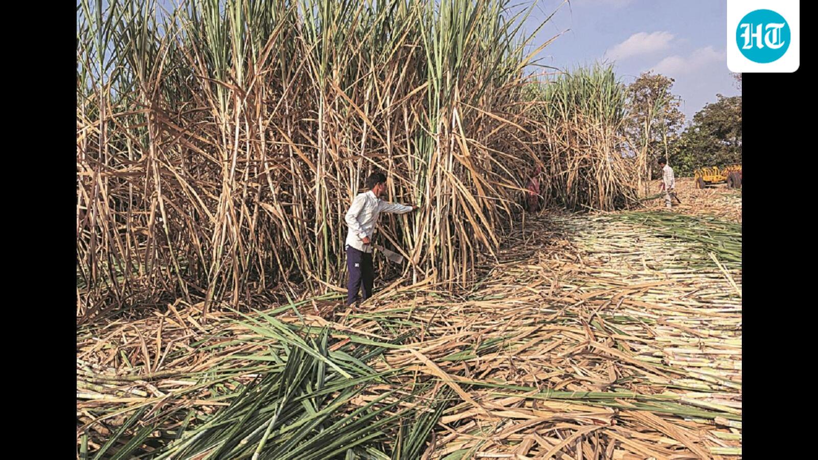 Cane farmers pick Maha mills for better rates