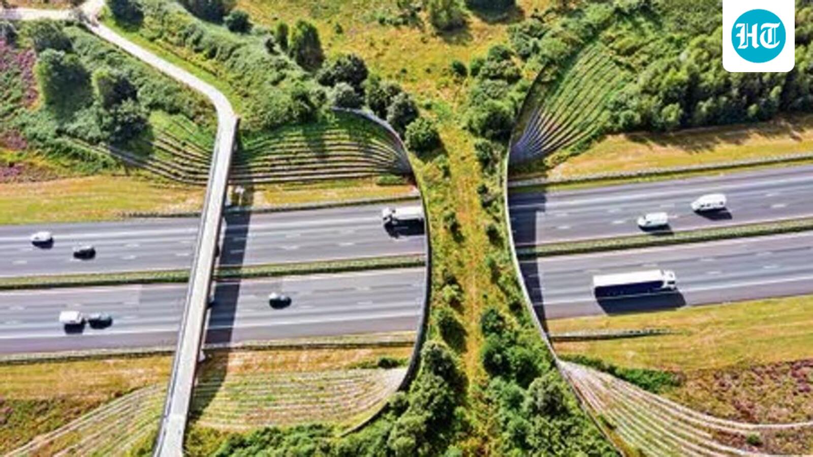 In 10 years, top wildlife watchdog approved 96% of infra projects
