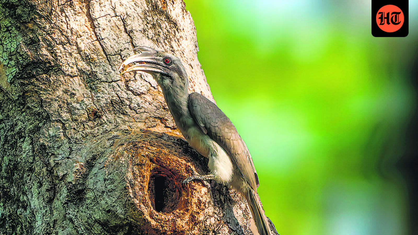 Avian drama grips Delhi’s Lodhi Garden