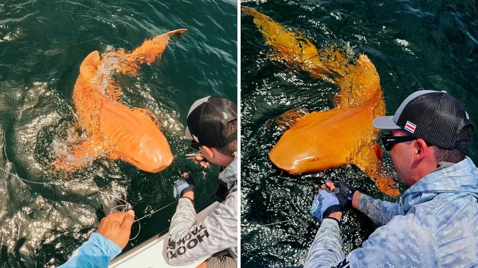 Orange shark with white eyes sighted: Pictured of one-of-its-kind creature shock internet