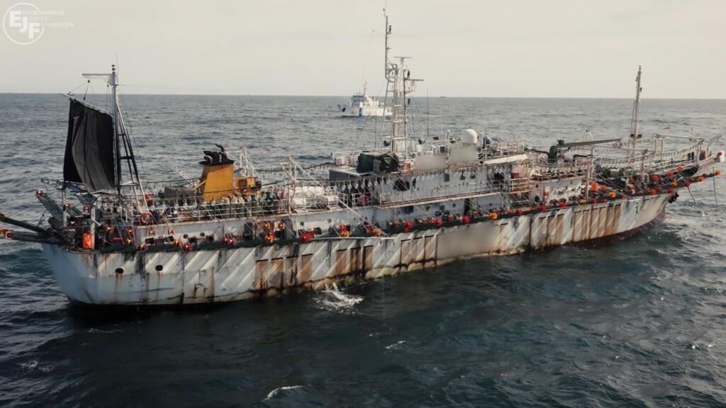 Squid fleets exposed: Investigation reveals illegal fishing and forced labour