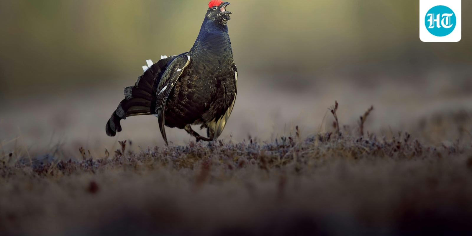 How to stop colour-blind grouse flying into ski lifts