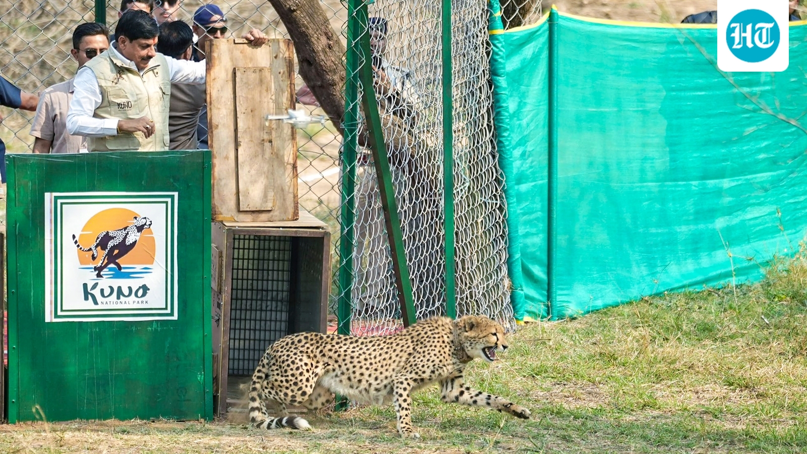 2 cheetahs released into wild in Kuno; CM Yadav says MP now recognised as 'Cheetah State'