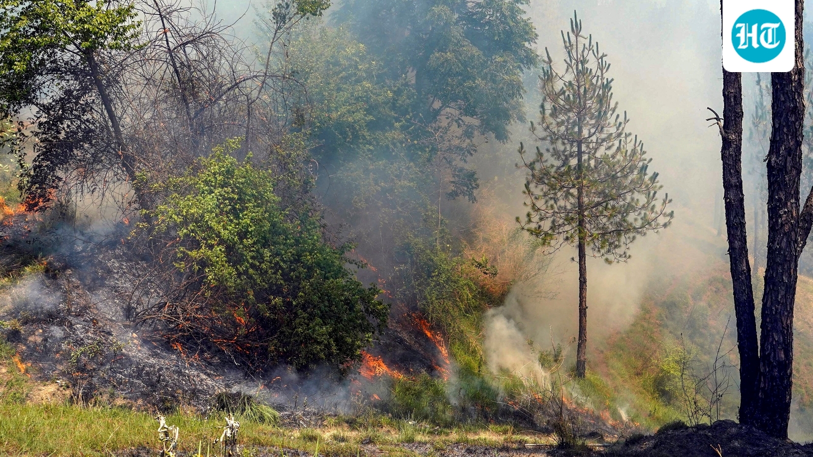 Massive fire in Kasauli forest, IAF choppers deployed to douse flames
