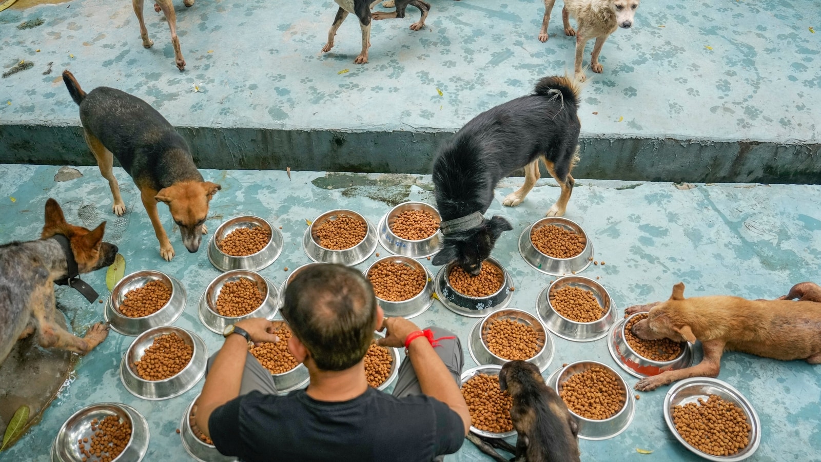 'May lead to a catch-22': SC explains why placing dogs in shelters won't work