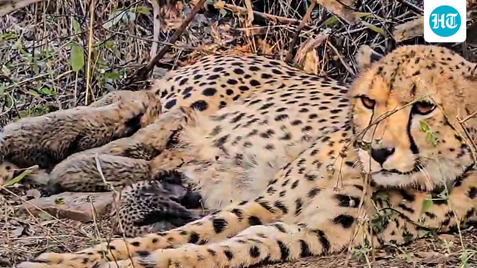 Indian-born cheetah Mukhi gives birth to 5 cubs at Kuno National Park