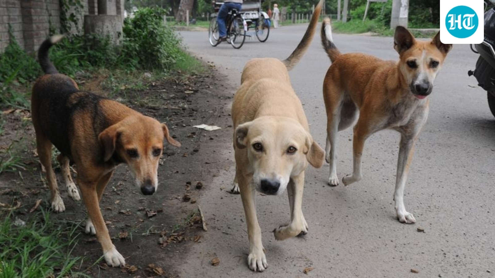 Morocco faces global backlash over alleged mass killing of stray dogs ahead of 2030 World Cup